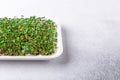 Growing mustard sprouts for healthy eat. Fresh micro greens closeup on plate. Healthy eating concept. White background Royalty Free Stock Photo