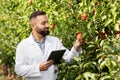 Growing natural organic products on eco farm, picking ripe apples in orchard and harvesting