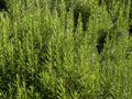 Growing natural rosemary plants with commercial value