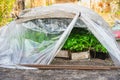 Growing new pepper and tomato seedlings in hotbed