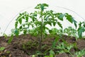 Growing new tomato seedlings in a hotbed