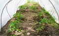 Growing new tomato seedlings in a hotbed