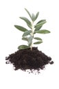 Growing olive in soil Royalty Free Stock Photo