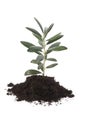 Growing olive in soil Royalty Free Stock Photo