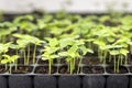 Growing one week germination tray of purple passion fruit vine sprouts, species Passiflora edulis,