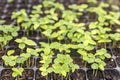 Growing one week germination tray of purple passion fruit vine sprouts, species Passiflora edulis,