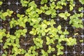 Growing one week germination tray of purple passion fruit vine sprouts, species Passiflora edulis,