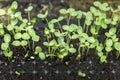 Growing one week germination tray watermelon fruit vine sprouts, species citrullus lanatus