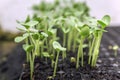 Growing one week germination tray watermelon fruit vine sprouts, species citrullus lanatus, commonly used as commercial