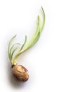 Growing onion Royalty Free Stock Photo