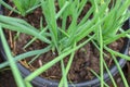 Growing onion on old water bucket with selective focus Royalty Free Stock Photo