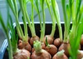 growing onions for food, the first healthy greens in spring, vegetarian food, growing onions on the windowsill