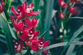 Beautiful red orchid flowers in orchid garden. Growing orchids in plant nursery. Spring background. Royalty Free Stock Photo