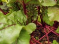 Growing organic beetroot. Selective focus. Royalty Free Stock Photo