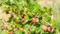 Growing organic berries closeup