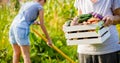 growing organic food female farmer harvesting fresh vegetables from garden, beetroot, carrots, potatoes Royalty Free Stock Photo