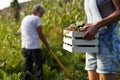 growing organic food female farmer harvesting fresh vegetables from garden, beetroot, carrots, potatoes Royalty Free Stock Photo