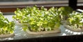 growing organic fresh basil in hydroponics indoor gardening nursery