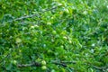 Growing organic green apples in the orchard