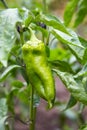 Growing organic green paprika with raindrops Royalty Free Stock Photo