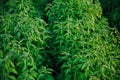 Growing organic mint. Green plants with leaves Royalty Free Stock Photo