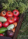 Growing organic products. Harvesting. Farming concept. Fresh crops, tomatoes harvest, carrot, potato, cucumbers, outdoors Royalty Free Stock Photo