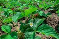 Growing organic red strawberries and blooming strawberry flowers Royalty Free Stock Photo