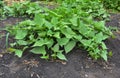 Growing organic sweet potato. The sweet potato or kumara (Ipomoea batatas)