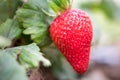 Growing organic sweet strawberries in greenhouse