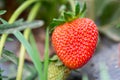 Growing organic sweet strawberries in greenhouse