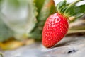 Growing organic sweet strawberries in greenhouse