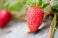 Growing organic sweet strawberries in greenhouse