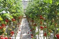 Growing organic tomatoes in a greenhouse