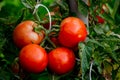 Growing organic tomatoes