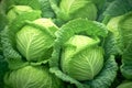 Growing organic vegetables and eco-friendly products. Rows of cabbage plantation in field under the sun rays. Generative AI Royalty Free Stock Photo