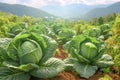 Growing organic vegetables and eco-friendly products. Rows of cabbage plantation in field under the sun rays. Generative AI Royalty Free Stock Photo