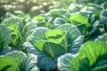 Growing organic vegetables and eco-friendly products. Rows of cabbage plantation in field under the sun rays. Generative AI Royalty Free Stock Photo