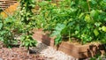 Growing organic vegetables in raised wooden beds. Paths between high beds of sea pebbles and pine bark chips in a vegetable garden Royalty Free Stock Photo