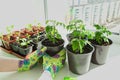Growing Garden on the windowsill, Plant care Hobbies of citizens