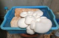 Growing oyster mushrooms white