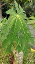 growing papaya leaves