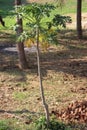 A growing papaya tree in the coconut farm in our village. This plant grows some healthy benificial fruits to eat