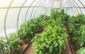 Growing paprika in a small polycarbonate greenhouse