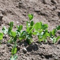 Growing pea plants, isolated in the garden at spring Royalty Free Stock Photo