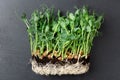 Growing pea sprouts in black soil. Healthy eating,vegeterian concept. On wooden black background