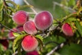 Growing peaches, species Prunus persica a deciduous tree native to Northwest China, where it was first domesticated.