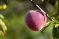 Growing peaches, species Prunus persica a deciduous tree native to Northwest China, where it was first domesticated.