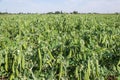 Growing peas on farmland