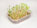 Growing peas micro-green plants at home