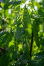 Growing peas outdoors and blurred background. Green pea pods